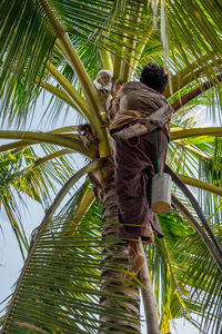 Low angle view of palm tree against sky