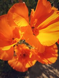 Close-up of orange flowers blooming outdoors