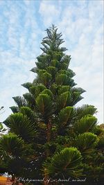 Low angle view of palm trees against sky