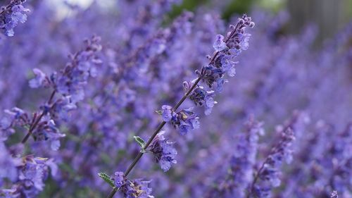 Close-up of purple flowers