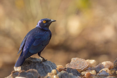 Close-up of bird perching on rock