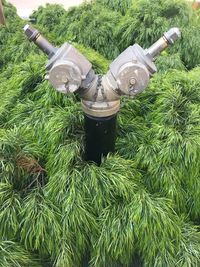 High angle view of trees and plants