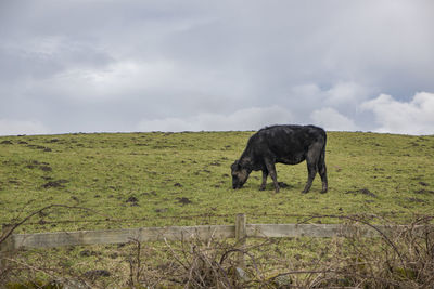 Solitary big black cow grazing on the green grass with dramatic sky