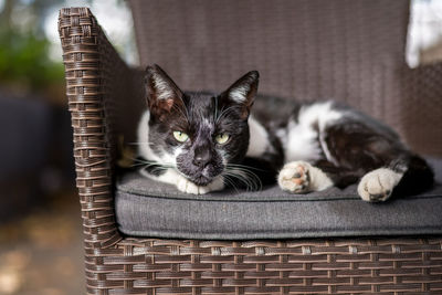 Cat relaxing in basket