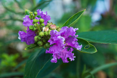 Close-up of purple flowering plant