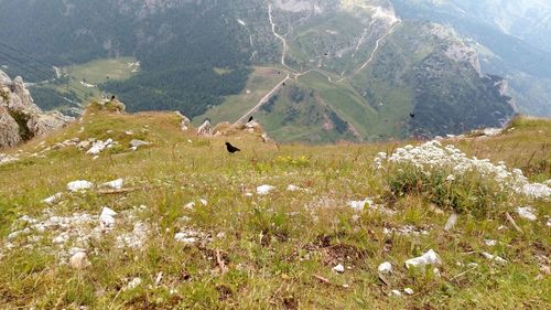 View of sheep on land