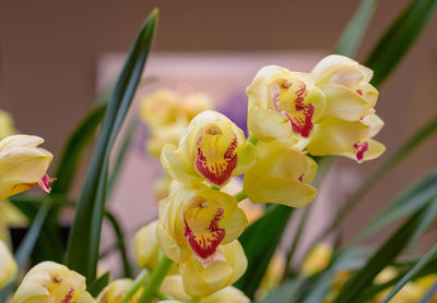 Close-up of yellow flowers blooming outdoors