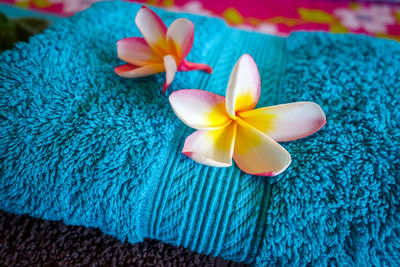 Close-up of frangipani on blue flower