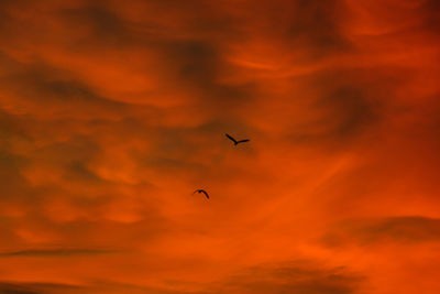 Low angle view of silhouette birds flying against orange sky