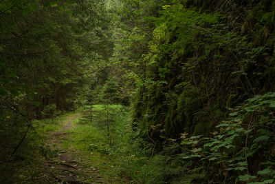 Scenic view of forest