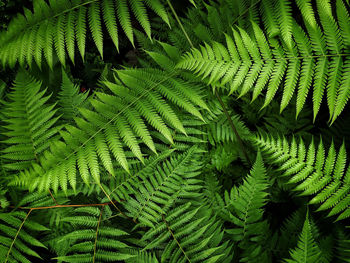 Close-up of fern leaves