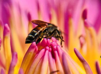 Close-up of bee pollinating on pink flower