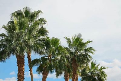 Close-up of palm trees against sky