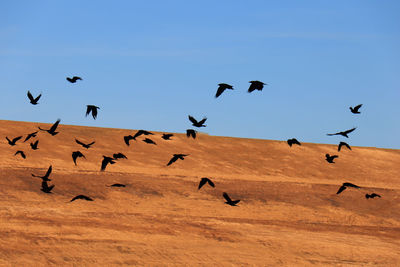 Flock of birds flying in the sky