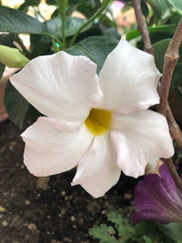 Close-up of white flower