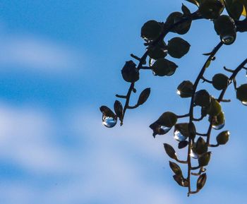 Low angle view of plant against blue sky