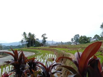 Scenic view of field against clear sky