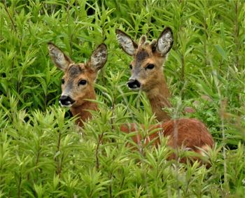 Portrait of deer on field