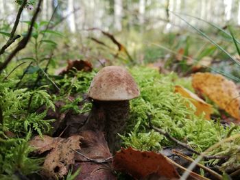 Close-up of mushrooms growing on field