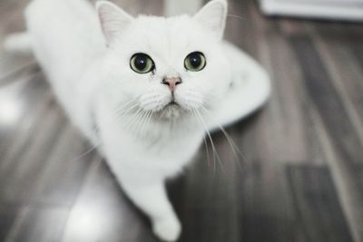 Close-up portrait of a cat