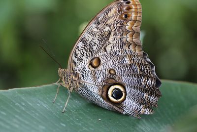 Close-up of insect on leaf