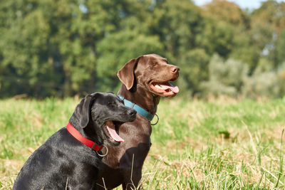 Close-up of dog on field