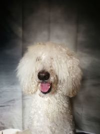 Close-up portrait of dog sticking out tongue