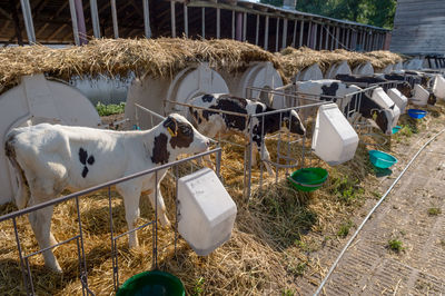 Calf hutches at dairy farm