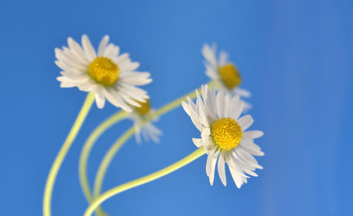 Close-up of white daisy flowers