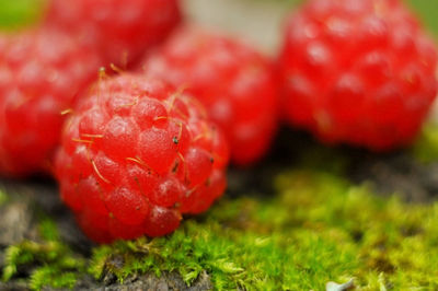 Close-up of red berries