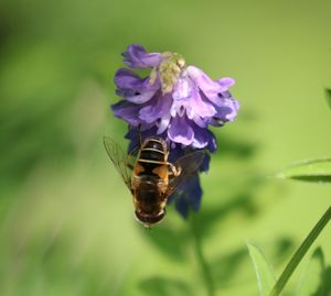 Close-up of bee on purple flower