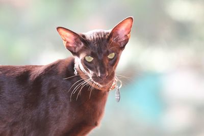 Close-up of cat looking away