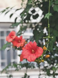 Close-up of red rose on plant