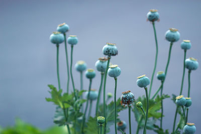 Close-up of flowering plants