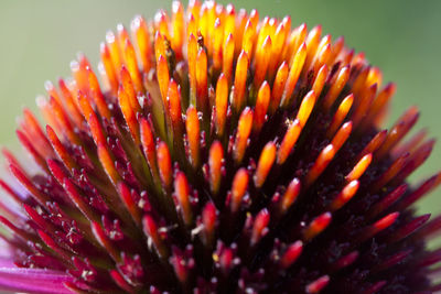 Close-up of pink flower