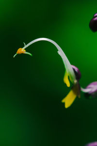 Close-up of yellow flower against black background