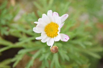 Close-up of yellow flower