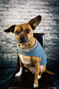 Portrait of dog sitting on floor