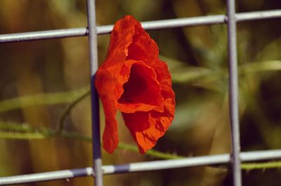 Close-up of red rose on plant