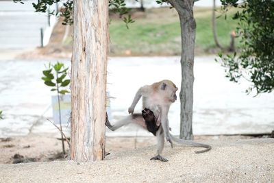 Close-up of dog on tree