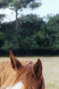 Close-up of a horse