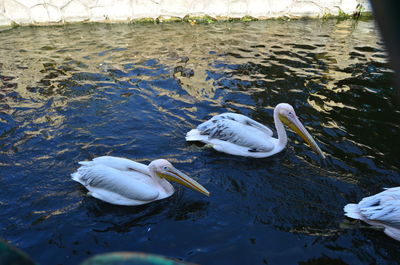 High angle view of swan swimming in lake