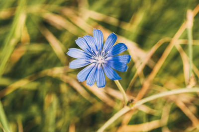 Close-up of purple crocus flower