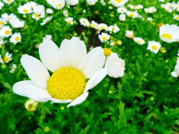 Close-up of white daisy flowers