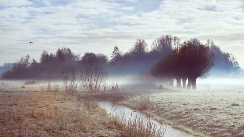 Field in foggy weather