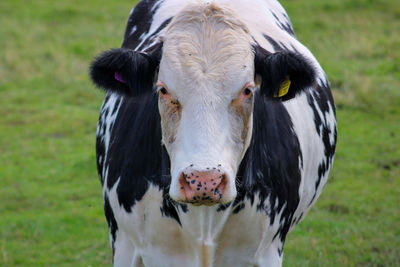 Close-up of cow on field