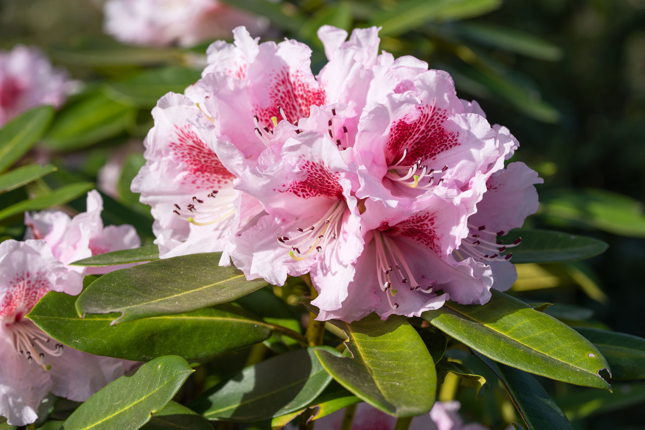 plant, flower, flowering plant, beauty in nature, pink, freshness, plant part, leaf, nature, close-up, petal, fragility, growth, flower head, inflorescence, blossom, shrub, springtime, no people, botany, outdoors, pollen, focus on foreground, stamen