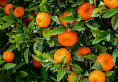 Orange fruits on tree