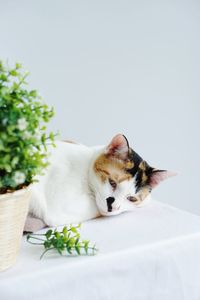 Cat resting on white background