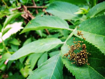 Close-up of insect on plant